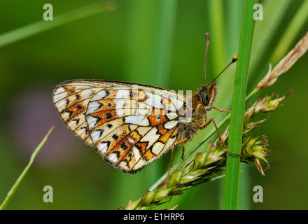 Piccola perla-confine Fritillary Butterfly - Boloria selene inferiore sull'erba Foto Stock