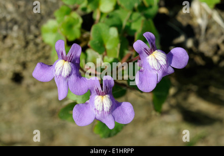 Ivy-Leaved Toadflax - Cymbalaria muralis Tre fiori Foto Stock