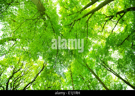 Tettuccio di colpo di alberi decidui in primavera Foto Stock