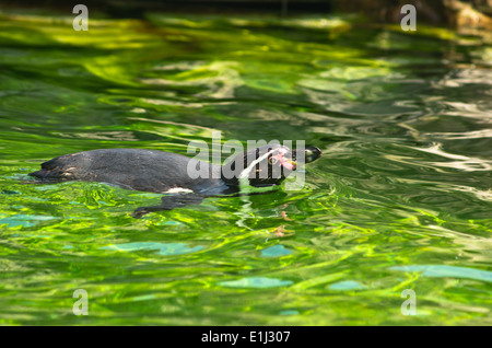 Pinguini Humboldt a Schoenbrunn Park Zoo in Vienna Foto Stock