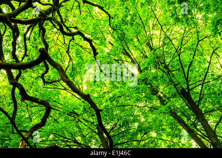 Tettuccio di colpo di alberi decidui in primavera Foto Stock