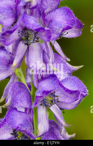 Fiori con cappuccio del velenoso monkshood perenni, Aconitum napellus Foto Stock