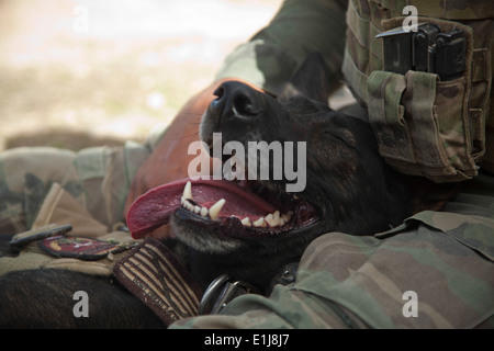 Wilbur, U.S. Marine Corps militari di cane da lavoro con un Marine Special Operations team, si prende una pausa con il suo gestore dopo su Foto Stock