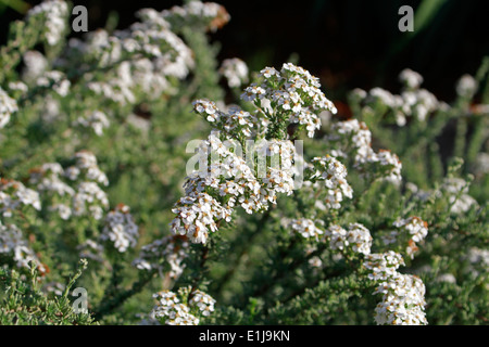 Kapokbossie (Eriocephalus africanus) noto anche come Cape Snow Bush,Rosmarino selvatico e Wilde-roosmaryn. Foto Stock