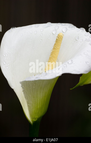 Singolo pioggia bagna fiore della Calla Lily, Zantedeschia aethiopica 'Crowborough' Foto Stock