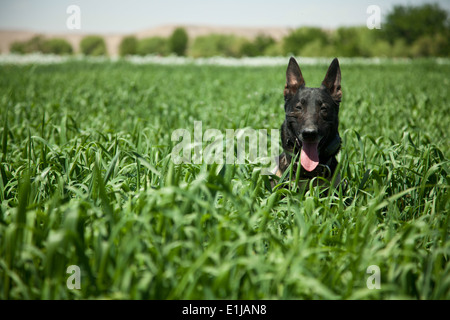 Wilbur, un militare di cane da lavoro con U.S. Marine Corps Special Operations team, si siede in un campo vicino a una posizione di sicurezza per un Foto Stock