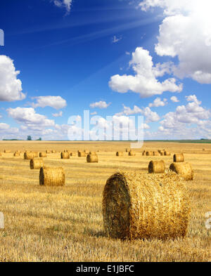 Raccolte di balle di paglia nel campo Foto Stock