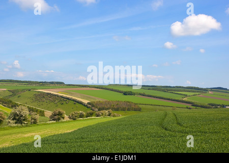 Il mosaico paesaggio di Yorkshire wolds farmland in estate. Foto Stock