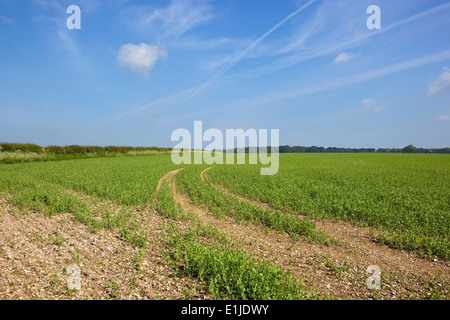 Terreni agricoli in inglese con la fioritura piselli e biancospino hedgerows in un campo gessose sotto un cielo blu sul Yorkshire wolds. Foto Stock