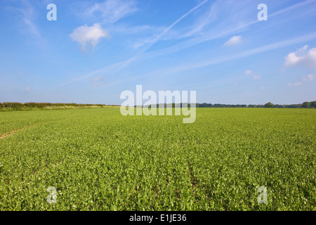 Un campo di fioritura delle piante di pisello con biancospino siepe e boschi lontani in un inglese estate paesaggio. Foto Stock