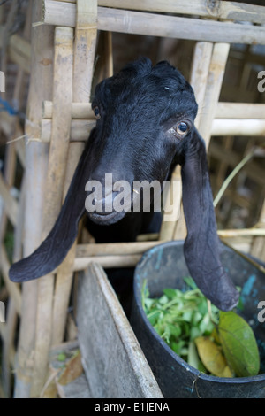 Un lungo-eared capra coetanei fuori dalla sua gabbia Foto Stock