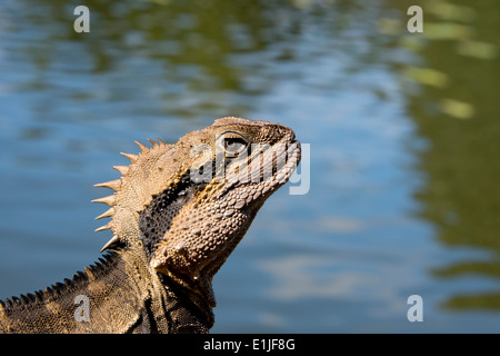 Australia, Queensland, il Monte Tamborine. Maschio acqua australiano dragon (Intellagama lesueurii. Foto Stock