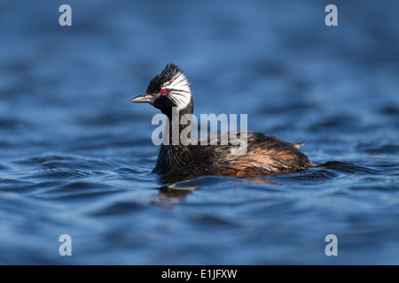 Bianco-tufted Grebe da Torres del Paine, Cile Foto Stock