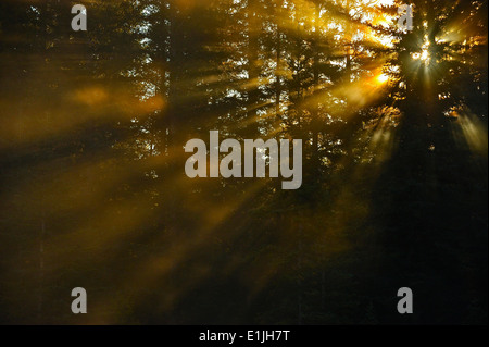 Luce del sole di mattina invio di striature di luce attraverso gli alberi nelle zone rurali di Alberta in Canada Foto Stock