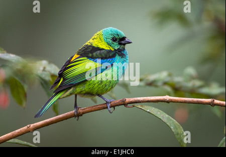 Verde-guidato Tanager (Tangara seledon) dalla foresta pluviale atlantica Foto Stock