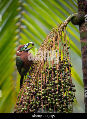 Spot-fatturati Toucanet alimentazione su palmito tree Foto Stock