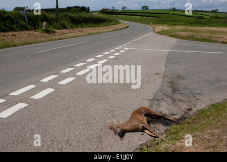 Un morto giovane cervo accanto a una strada remota in Cornovaglia Foto Stock