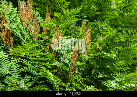 Royal fern / fioritura (felce Osmunda regalis) che mostra la fertile e fronde sterili in primavera Foto Stock
