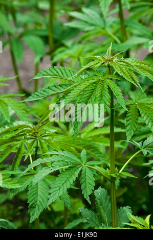 La Cannabis / Canapa (Cannabis sativa) piante che crescono in piantagione Foto Stock