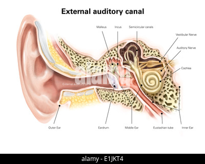 Esterno il canale uditivo dell'orecchio umano (con le etichette). Foto Stock