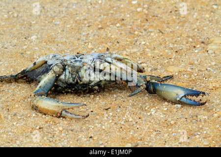 Un granchio morto sul marsh trail a Edwin B Forsythe National Wildlife Refuge. New Jersey, STATI UNITI D'AMERICA Foto Stock