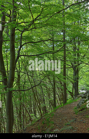 Sentiero alpino attraversando un rigoglioso bosco di faggio. Foto Stock