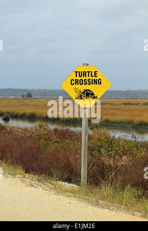 Una tartaruga di attraversamento di firmare per la fauna selvatica rigido del Edwin B. Forsythe National Wildlife Refuge, Galloway, New Jersey, STATI UNITI D'AMERICA Foto Stock