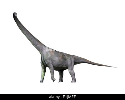Mamenchisaurus dinosauro, sfondo bianco. Foto Stock