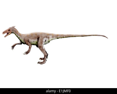 Dinosauro Ornitholestes, sfondo bianco. Foto Stock