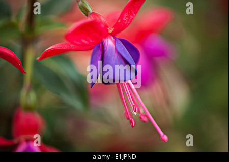 Fuchsia bruto in fiore Foto Stock