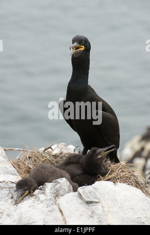 Un Shag (verde cormorano) con pulcini sul suo nido nel Farn isole, Northumberland, Inghilterra Foto Stock
