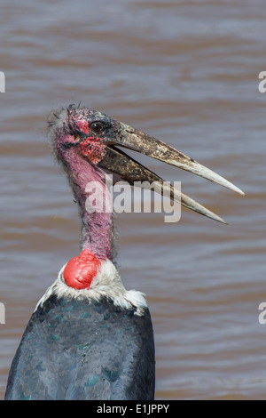 Marabou stork, Leptoptilos crumeniferus, marabu , Vogel,bird.Fauna,Massai Mara, in Kenia, Foto Stock