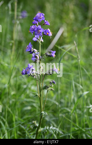 Raro wild Jacobs Ladder piante che crescono a Lathkill Dale nel Parco Nazionale di Peak District Foto Stock