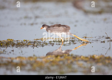 Immaturo del pollo sultano, Porphyrio Martinica, sulla riva del Rio Chagres, parco nazionale di Soberania, Repubblica di Panama. Foto Stock