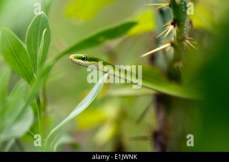 Ruvido serpente verde - Camp Lula Sams - Brownsville, Texas USA Foto Stock