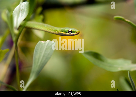 Ruvido serpente verde - Camp Lula Sams - Brownsville, Texas USA Foto Stock