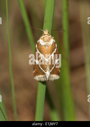 Close-up del piccolo argento sbarrate Tarma (Deltote bankiana) Foto Stock