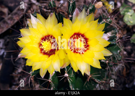 Coryphantha giallo fiore di cactus - Camp Lula Sams - Brownsville, Texas USA Foto Stock