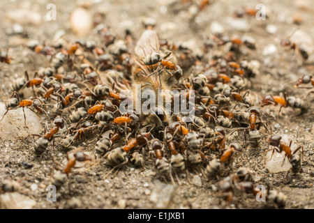 In prossimità di uno sciame di formiche di mangiare morti Bee Foto Stock