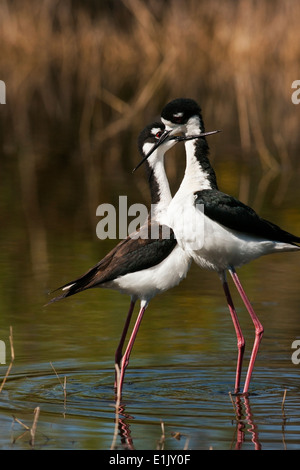 Nero a collo di palafitte di corteggiamento - Camp Lula Sams - Brownsville, Texas USA Foto Stock