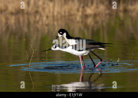Nero a collo di palafitte di corteggiamento - Camp Lula Sams - Brownsville, Texas USA Foto Stock