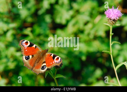 Farfalla pavone (Inachis io) Foto Stock