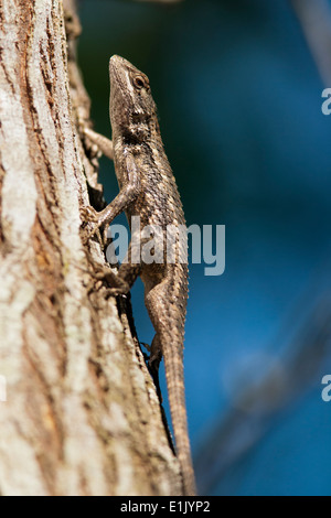 Texas lucertola spinosa (Sceloporus olivaceus) - Camp Lula Sams - Brownsville, Texas USA Foto Stock