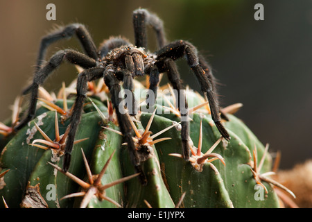 Texas Brown Tarantola - Camp Lula Sams - Brownsville, Texas USA Foto Stock