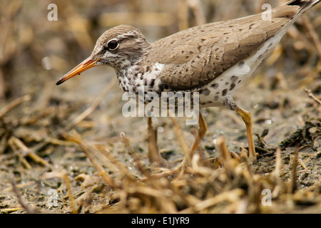 Spotted Sandpiper - Camp Lula Sams - Brownsville, Texas USA Foto Stock