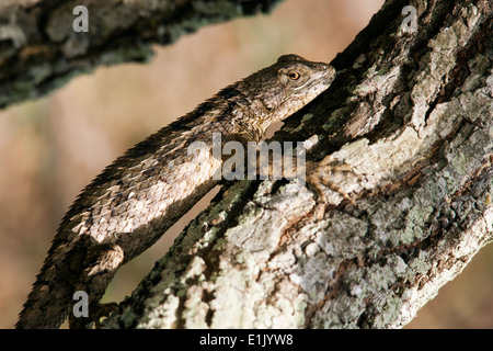 Texas lucertola spinosa (Sceloporus olivaceus) - Camp Lula Sams - Brownsville, Texas USA Foto Stock