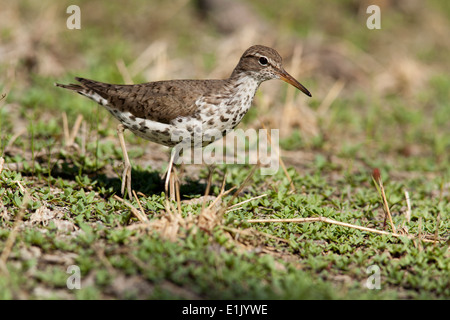 Spotted Sandpiper - Camp Lula Sams - Brownsville, Texas USA Foto Stock