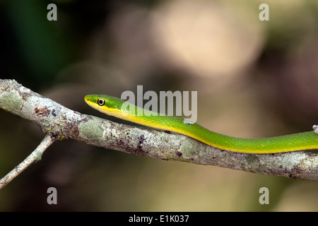 Ruvido serpente verde - Camp Lula Sams - Brownsville, Texas USA Foto Stock