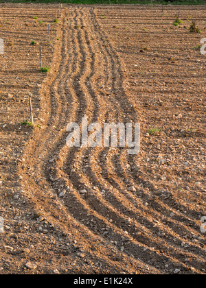 Terreno pietroso, una fresca Campo Arato. Un campo di essere piantate a vigna visualizza le linee di recente la coltivazione. Foto Stock
