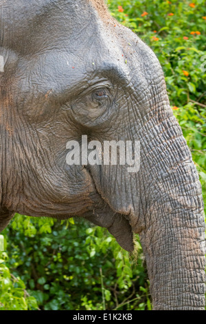 Sri Lanka testa di elefante in profilo, Yala National Park, sri lanka asia Foto Stock